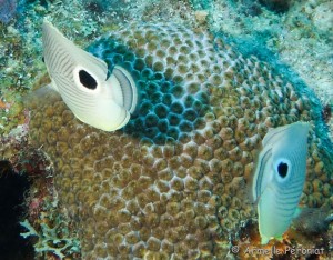 Malendure - îlet Pigeon